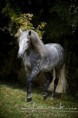 /album/fotogalerie-hrebci1/hrebec-3-jpg/